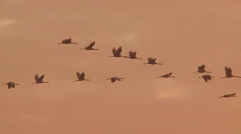 Common crane Stock Footage 9707010