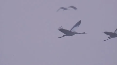 Common crane Stock Footage 9707162