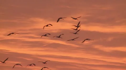 Common crane Stock Footage 9707655