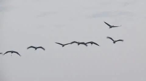 Common crane Stock Footage 9707787