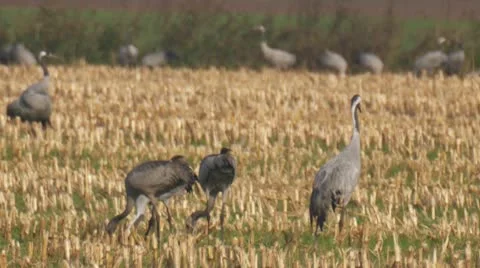 Common crane Vídeos de archivo 9710599
