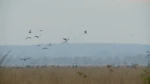 Common crane Stock Footage