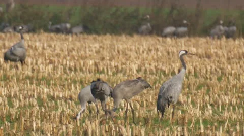 Common crane Stock Footage 9712392