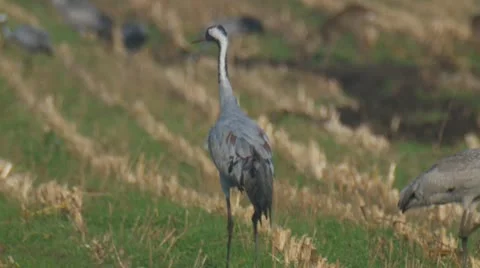 Common crane Stock Footage 9713379