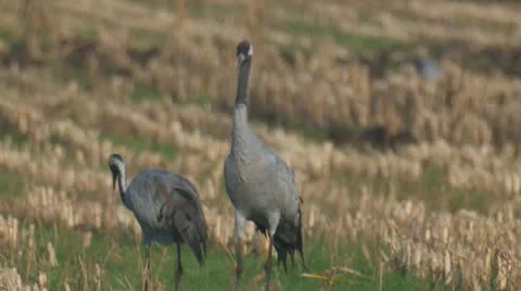 Common crane Video stock 9715243