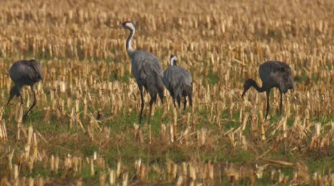 Common crane Stock Footage 9715822