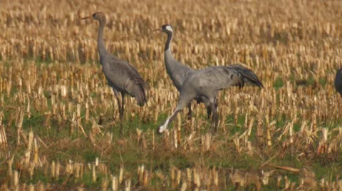 Common crane Stock Footage 9717260