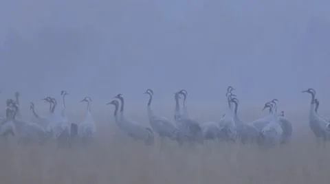 Common crane Stock Footage 9822089
