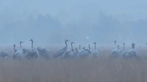 Common crane Stock Footage 9822427