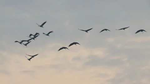 Common crane Stock Footage 9823304