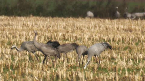Common crane Stock Footage 10585565
