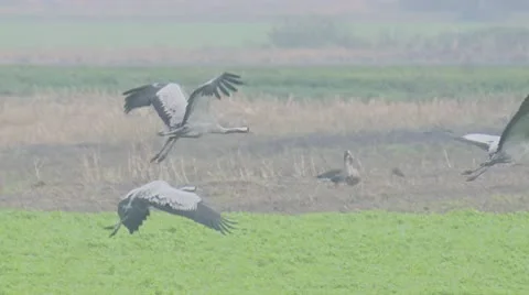 Common crane Stock Footage 10684749