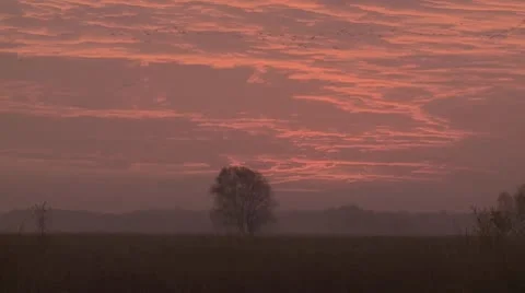 Common crane Stock Footage 10684772