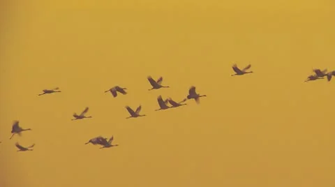 Common crane Stock Footage 10684811