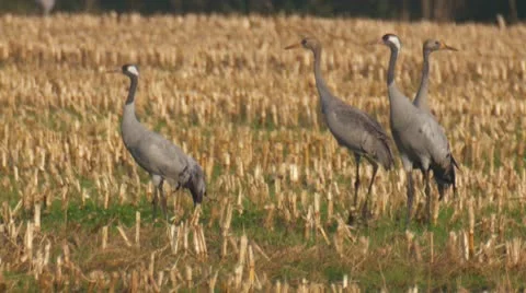 Common crane Stock Footage 10685137