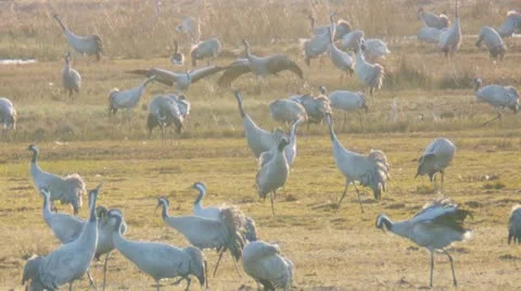 Common crane Stock Footage 10890854