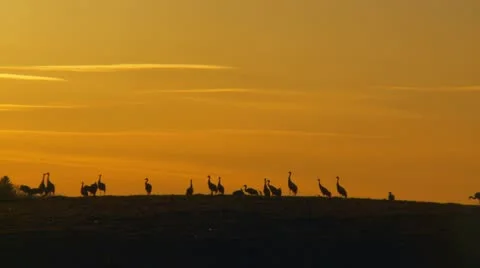 Common crane Stock Footage 10890879