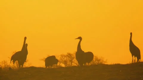 Common crane Stock Footage 10896728