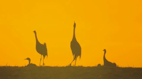 Common crane Stock Footage 11287921
