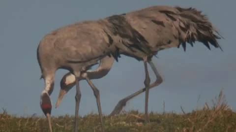 Common crane Stock Footage 11288842