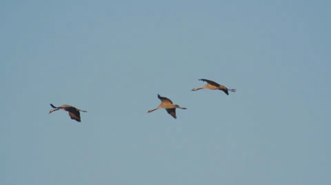 Common crane Stock Footage 22484813