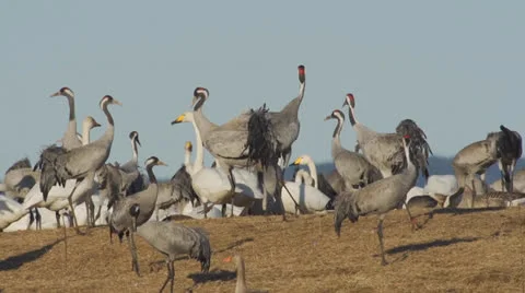 Common crane Stock Footage 22511778