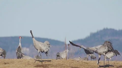 Common crane Stock Footage 22559095