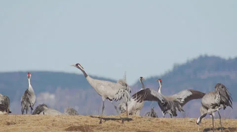 Common crane Stock Footage 22559296