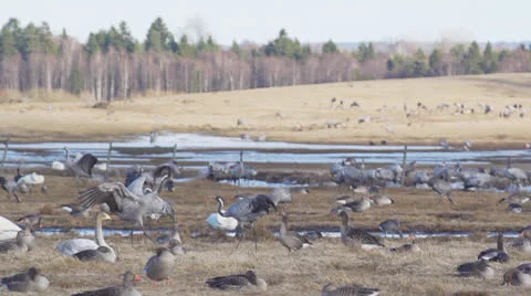Common crane Stock Footage 22561507