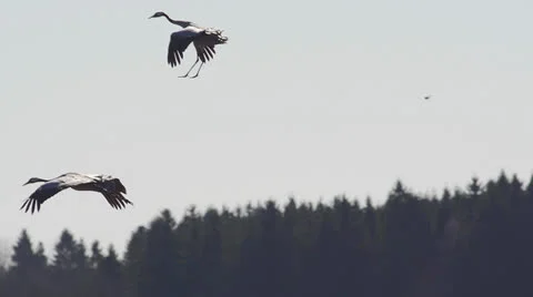 Common crane Stock Footage 22707724