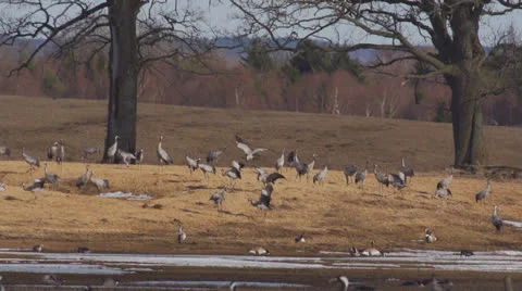 Common crane Stock Footage 22717654