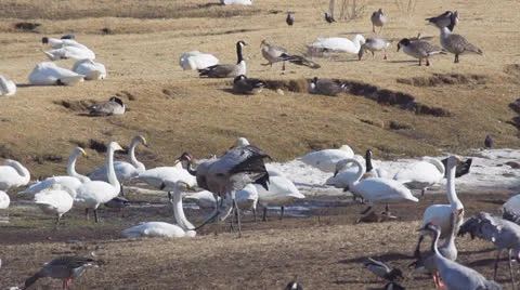 Common crane Stock Footage 22811237