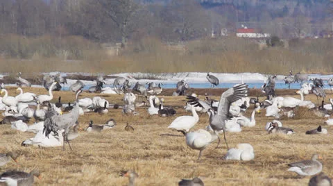 Common crane Stock Footage