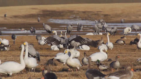 Common crane Stock Footage 22871182
