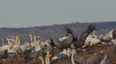 Common crane Stock Footage 22871475