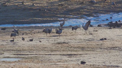 Common crane Stock Footage 22935643