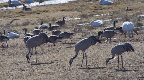 Common crane Stock Footage 22935950