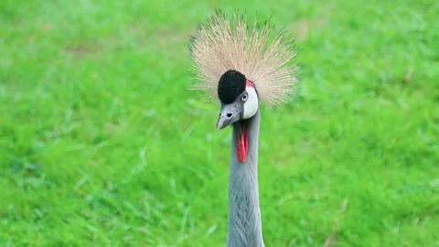 Common Crane Stock Footage 315175859