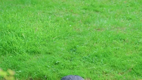 Common Crane Stock Footage 315175990