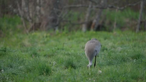 Common crane foraging in meadow, slow motion bird lowers head while standing Stock Footage 342290725