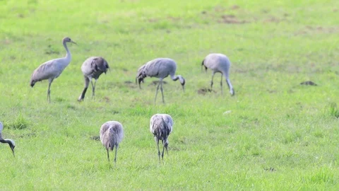 Common crane group search feed on the rest place Stock Footage 91610597