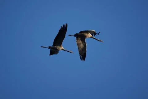 Common crane Grus grus also Eurasian crane in flight northern east Germany Stock Photos