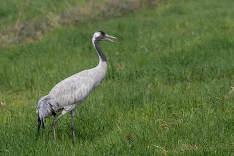 Common crane (Grus grus), also known as the Eurasian crane, observed near Nal Stock Photos