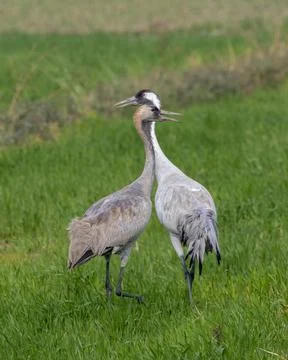 Common crane (Grus grus), also known as the Eurasian crane, observed near Nal Foto stock