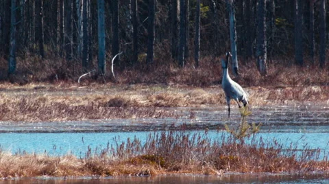 Common crane Grus grus is anxious and graceful in the bog Stock Footage 64240040
