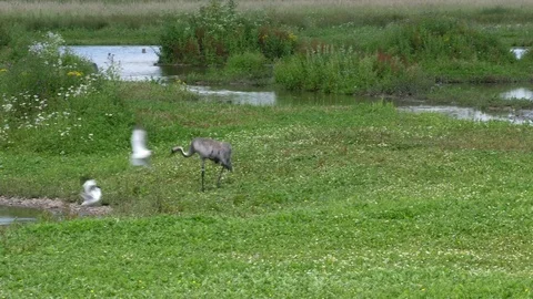 Common crane Grus grus is attacked when it moves into avocet nest site Stock Footage 82667221