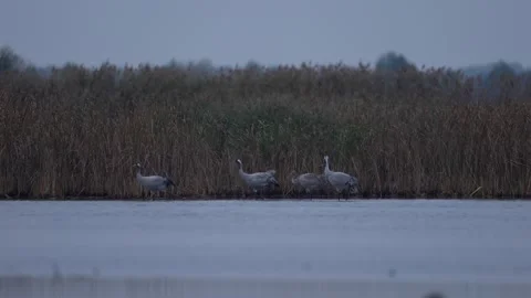 Common Crane, Grus grus, big bird in the nature habitat, Białowieża National Par Stock Footage 164297951