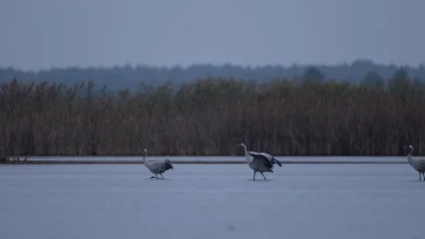 Common Crane, Grus grus, big bird in the nature habitat, Białowieża National Par Stock Footage 164298434