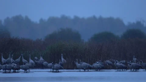Common Crane, Grus grus, big bird in the nature habitat, Białowieża National Par Video stock 164298762