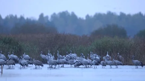 Common Crane, Grus grus, big bird in the nature habitat, Białowieża National Par Vidéo 164299026